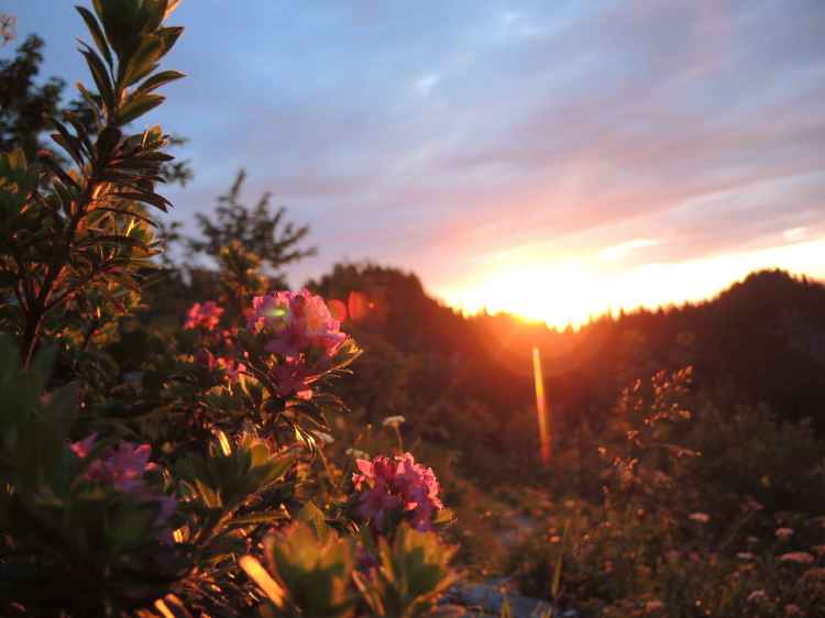 Alpenrosen im Abendlicht